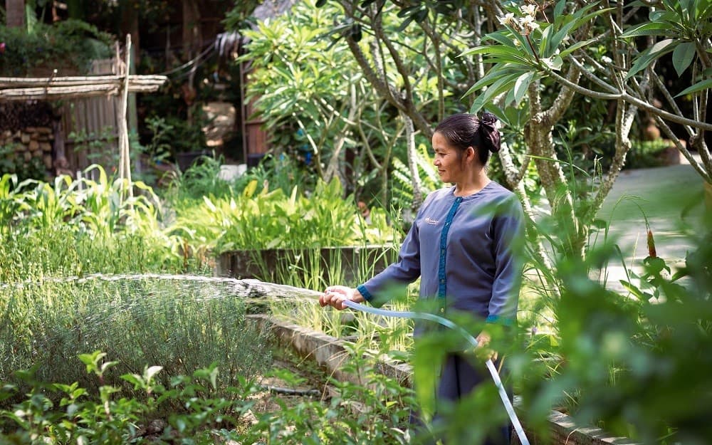 Harvested from Our Organic Garden